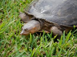 Soft Shell Turtles